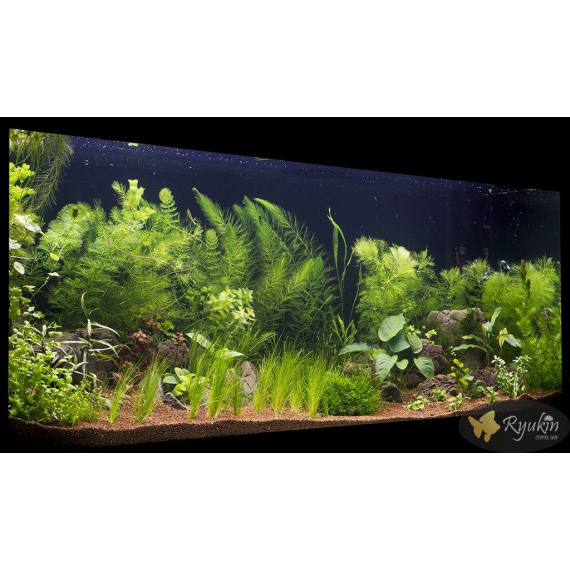 Перистолистник Гуайана (Myriophyllum sp. Guinea)