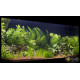 Перистолистник Гуайана (Myriophyllum sp. Guinea)