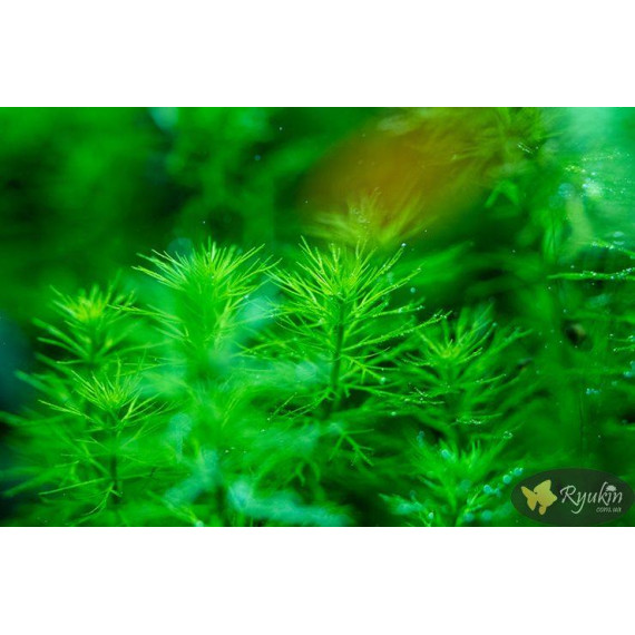 Перистолистник Гуайана (Myriophyllum sp. Guinea)