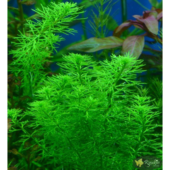 Перистолистник Гуайана (Myriophyllum sp. Guinea)