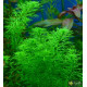 Перистолистник Гуайана (Myriophyllum sp. Guinea)