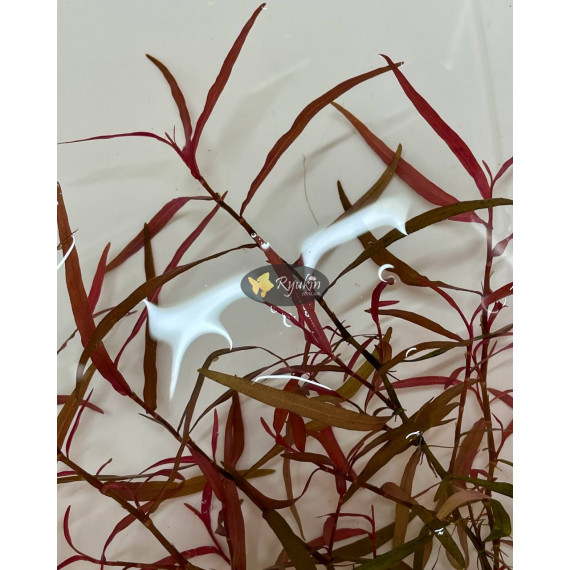 Персикария перечновидная (Persicaria hydropiperoides)