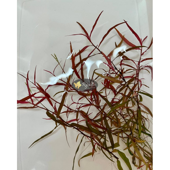 Персикария перечновидная (Persicaria hydropiperoides)