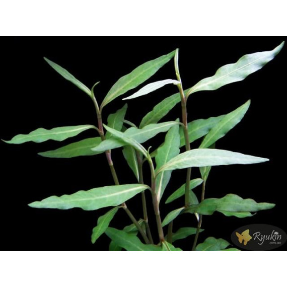 Персикария перечновидная (Persicaria hydropiperoides)