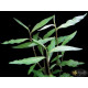 Персикария перечновидная (Persicaria hydropiperoides)