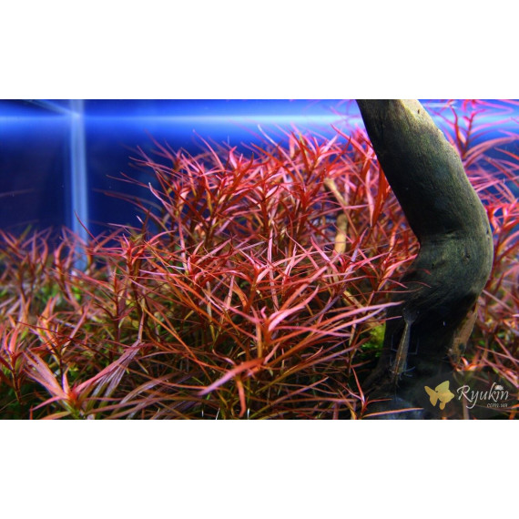 Персикария перечновидная (Persicaria hydropiperoides)