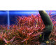 Персикария перечновидная (Persicaria hydropiperoides)