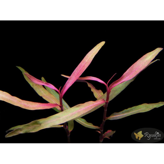 Персикария перечновидная (Persicaria hydropiperoides)