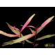 Персикария перечновидная (Persicaria hydropiperoides)