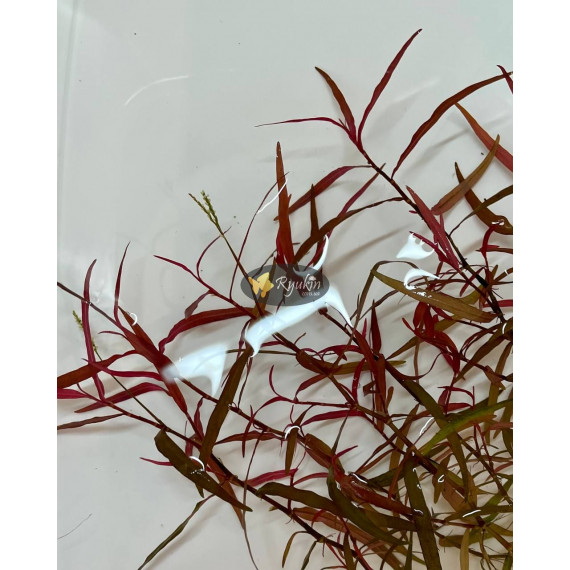 Персикария перечновидная (Persicaria hydropiperoides)