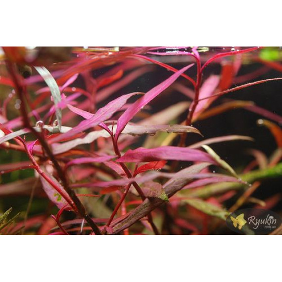 Персикария перечновидная (Persicaria hydropiperoides)