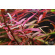 Персикария перечновидная (Persicaria hydropiperoides)