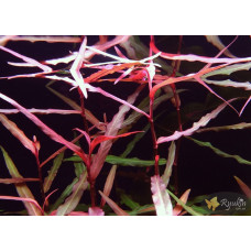 Персикарія перечновидна (Persicaria hydropiperoides)