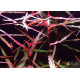 Персикария перечновидная (Persicaria hydropiperoides)