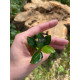 Анубіас нана Петіт (Anubias barteri var. nana Petite)
