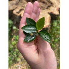 Анубіас нана Петіт (Anubias barteri var. nana Petite)