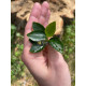 Анубіас нана Петіт (Anubias barteri var. nana Petite)