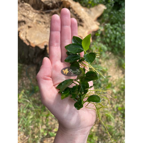 Анубіас нана Петіт (Anubias barteri var. nana Petite)