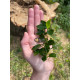 Анубіас нана Петіт (Anubias barteri var. nana Petite)