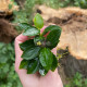 Анубіас нана Петіт (Anubias barteri var. nana Petite)