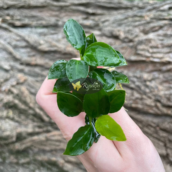 Анубіас нана Петіт (Anubias barteri var. nana Petite)