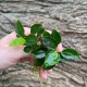 Анубіас нана Петіт (Anubias barteri var. nana Petite)