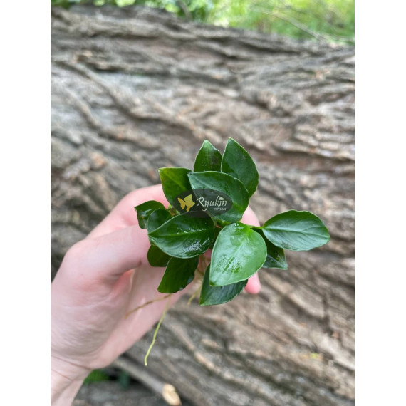 Анубіас нана Петіт (Anubias barteri var. nana Petite)