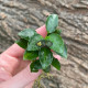 Анубіас нана Петіт (Anubias barteri var. nana Petite)