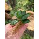 Анубіас нана Петіт (Anubias barteri var. nana Petite)