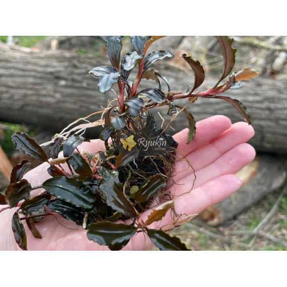 Bucephalandra Sp. Brownie Phoenix