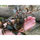 Bucephalandra Sp. Brownie Phoenix