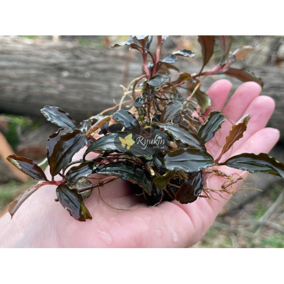 Bucephalandra Sp. Brownie Phoenix