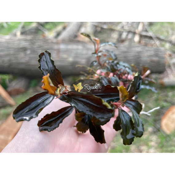 Bucephalandra Sp. Brownie Phoenix