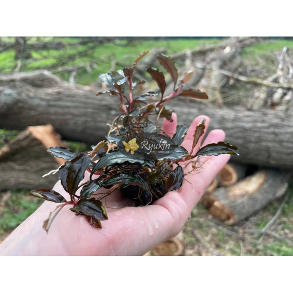 Bucephalandra Sp. Brownie Phoenix