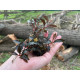 Bucephalandra Sp. Brownie Phoenix