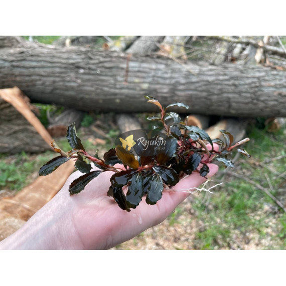 Bucephalandra Sp. Brownie Phoenix