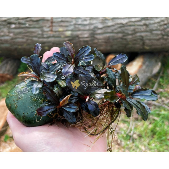 Bucephalandra Sp. Mukok Red