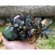 Bucephalandra Sp. Mukok Red