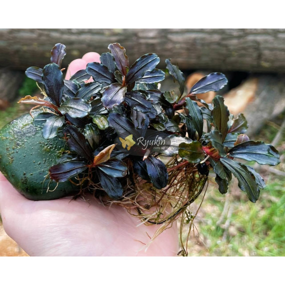 Bucephalandra Sp. Mukok Red