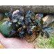 Bucephalandra Sp. Mukok Red