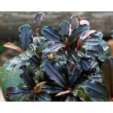 Bucephalandra Sp. Mukok Red