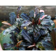 Bucephalandra Sp. Mukok Red