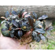 Bucephalandra Sp. Mukok Red