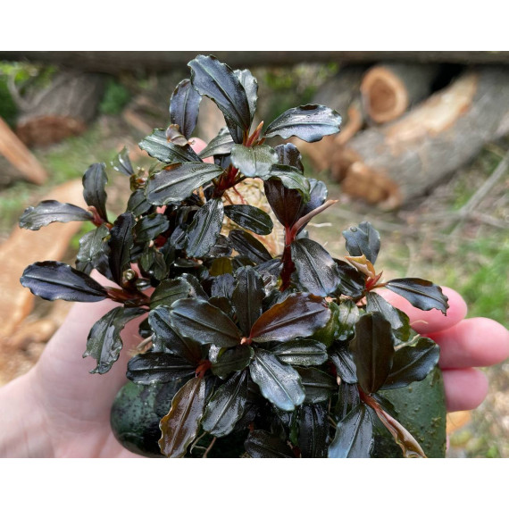 Bucephalandra Sp. Mukok Red