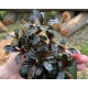 Bucephalandra Sp. Mukok Red