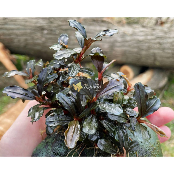 Bucephalandra Sp. Mukok Red