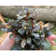 Bucephalandra Sp. Mukok Red