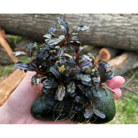 Bucephalandra Sp. Mukok Red