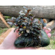 Bucephalandra Sp. Mukok Red