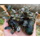 Bucephalandra Sp. Mukok Red